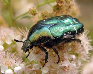 Preview wallpaper beetle, flower, insect