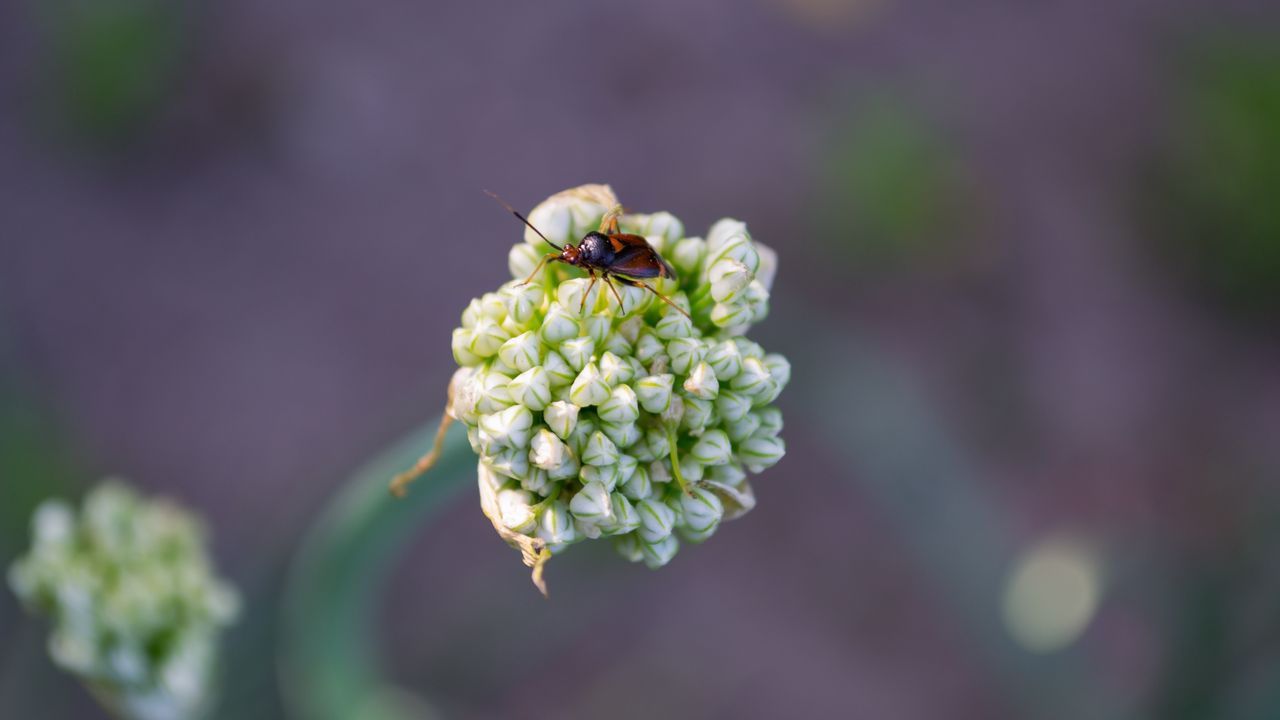 Wallpaper beetle, flower, macro