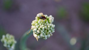 Preview wallpaper beetle, flower, macro