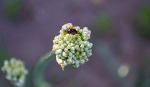 Preview wallpaper beetle, flower, macro