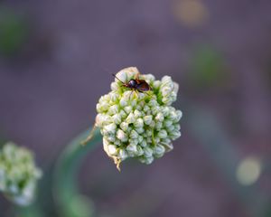 Preview wallpaper beetle, flower, macro