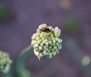 Preview wallpaper beetle, flower, macro