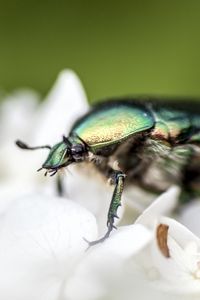 Preview wallpaper beetle, flower, macro, petals