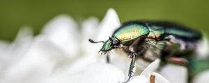 Preview wallpaper beetle, flower, macro, petals