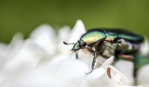 Preview wallpaper beetle, flower, macro, petals