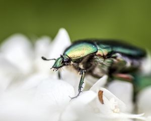 Preview wallpaper beetle, flower, macro, petals