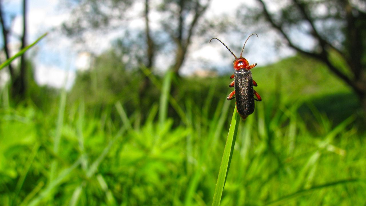 Wallpaper beetle, grass, nature, insect