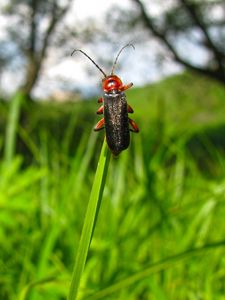Preview wallpaper beetle, grass, nature, insect