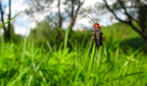 Preview wallpaper beetle, grass, nature, insect