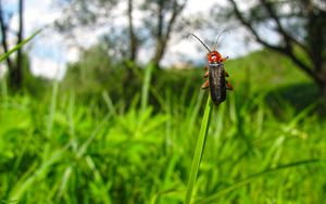 Preview wallpaper beetle, grass, nature, insect