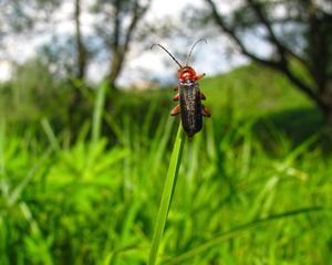 Preview wallpaper beetle, grass, nature, insect