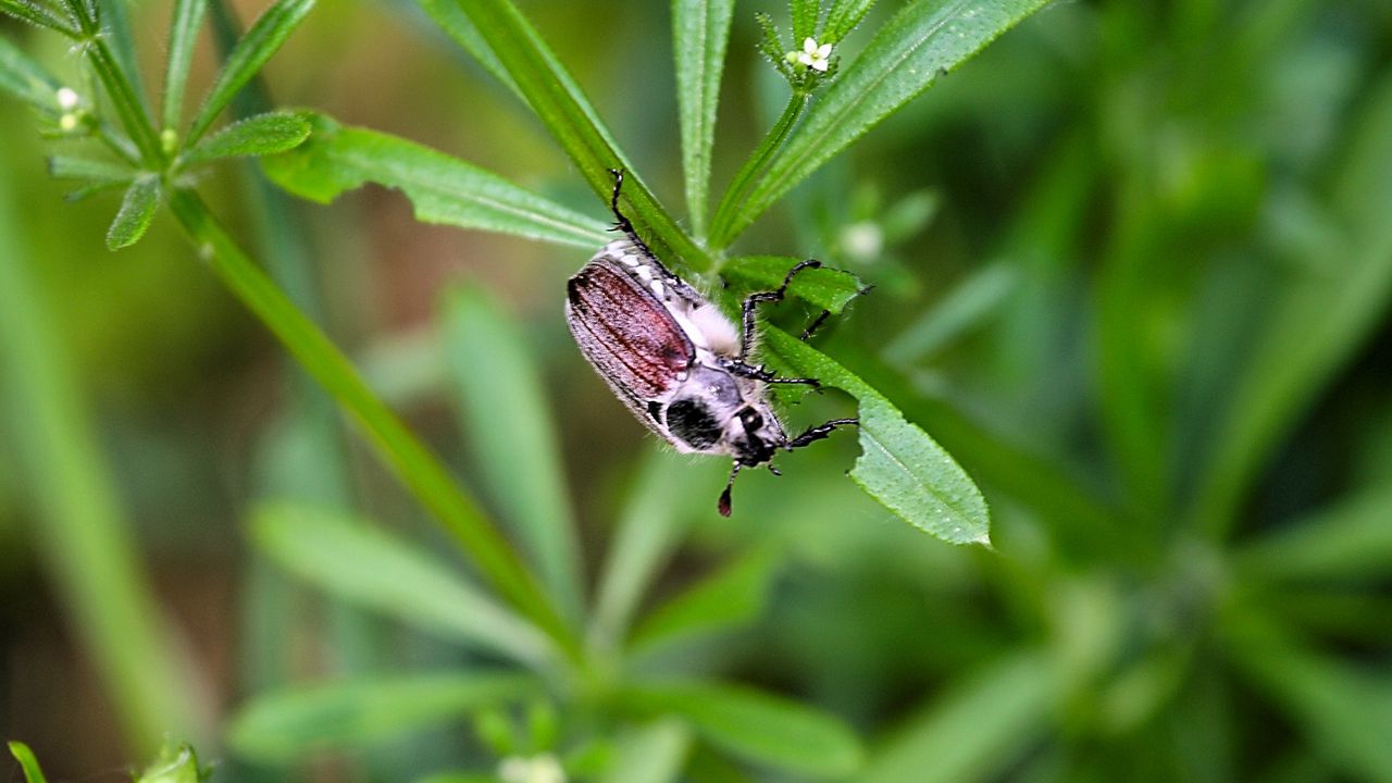 Wallpaper beetle, grass, summer, greenery, light