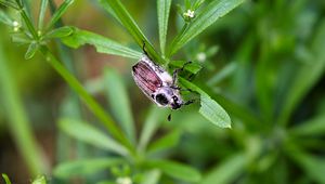 Preview wallpaper beetle, grass, summer, greenery, light