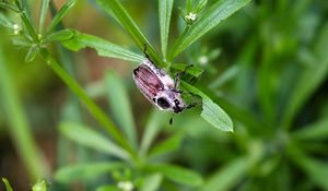 Preview wallpaper beetle, grass, summer, greenery, light