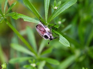 Preview wallpaper beetle, grass, summer, greenery, light