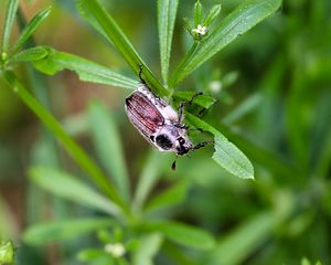 Preview wallpaper beetle, grass, summer, greenery, light