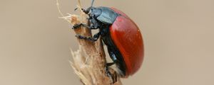 Preview wallpaper beetle, insect, armor, branch