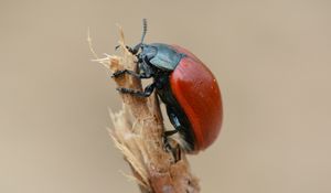 Preview wallpaper beetle, insect, armor, branch