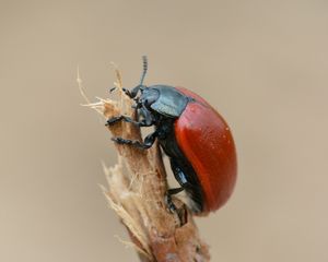 Preview wallpaper beetle, insect, armor, branch