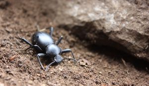 Preview wallpaper beetle, insect, close-up