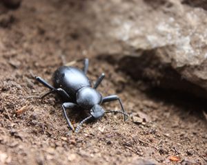 Preview wallpaper beetle, insect, close-up