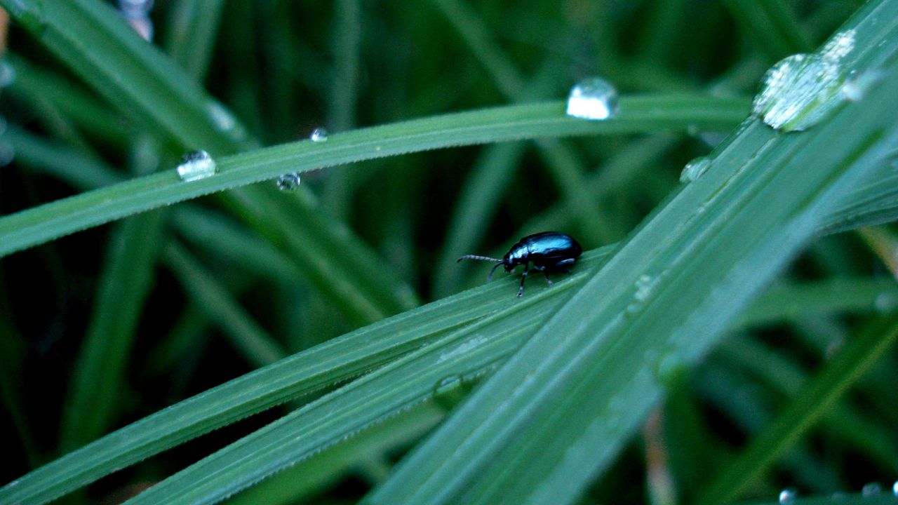 Wallpaper beetle, insect, drops, grass, surface