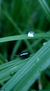 Preview wallpaper beetle, insect, drops, grass, surface