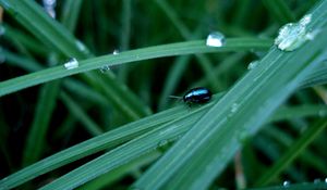 Preview wallpaper beetle, insect, drops, grass, surface