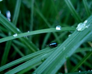 Preview wallpaper beetle, insect, drops, grass, surface