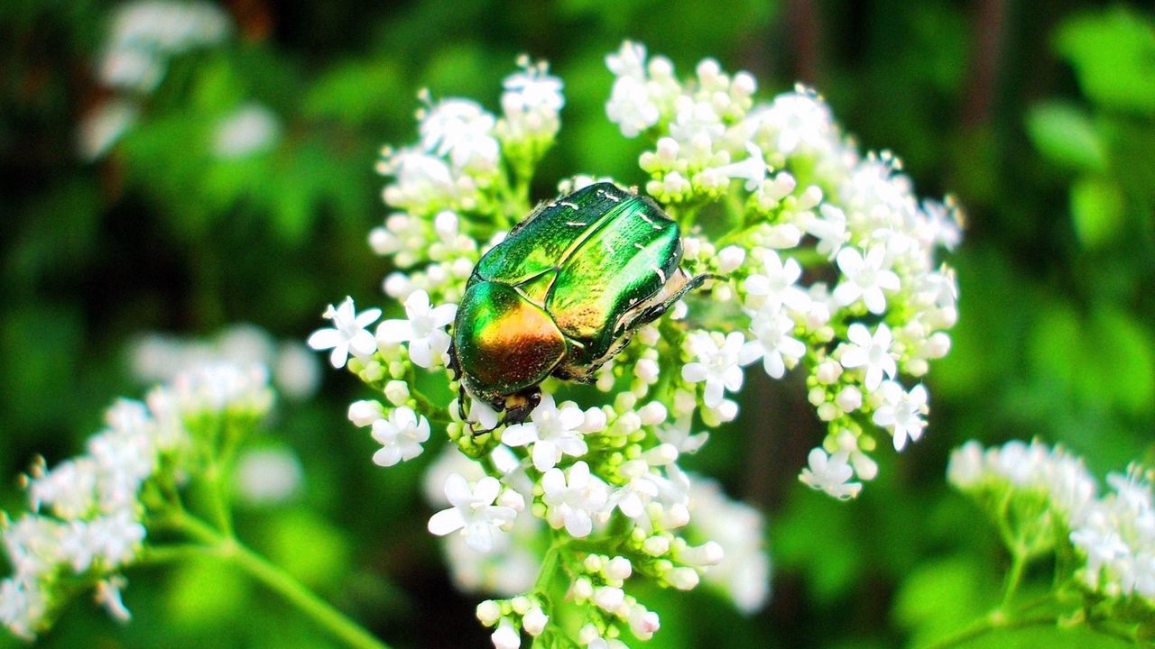 Wallpaper beetle, insect, flower, crawl, light