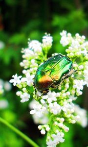 Preview wallpaper beetle, insect, flower, crawl, light