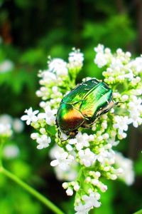 Preview wallpaper beetle, insect, flower, crawl, light