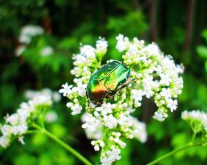 Preview wallpaper beetle, insect, flower, crawl, light