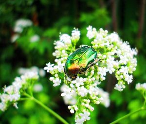 Preview wallpaper beetle, insect, flower, crawl, light
