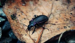 Preview wallpaper beetle, insect, grass, leaves, dry, crawling, mud