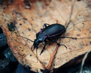 Preview wallpaper beetle, insect, grass, leaves, dry, crawling, mud