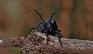 Preview wallpaper beetle, insect, mustache