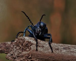 Preview wallpaper beetle, insect, mustache