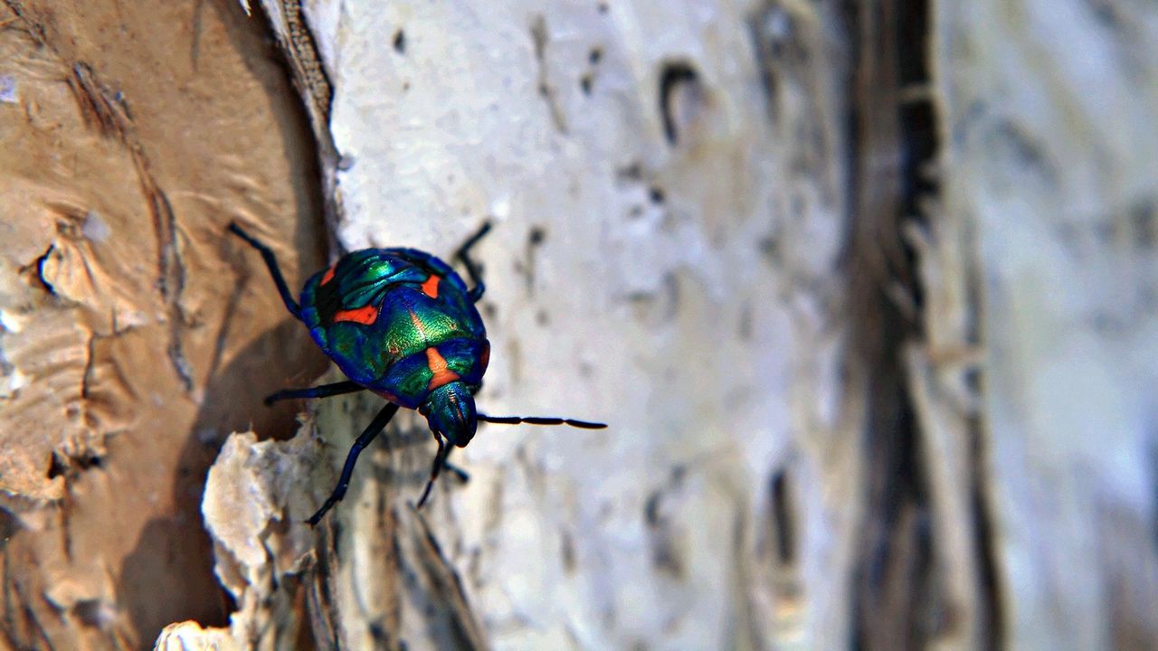 Wallpaper beetle, surface, crust, crawling