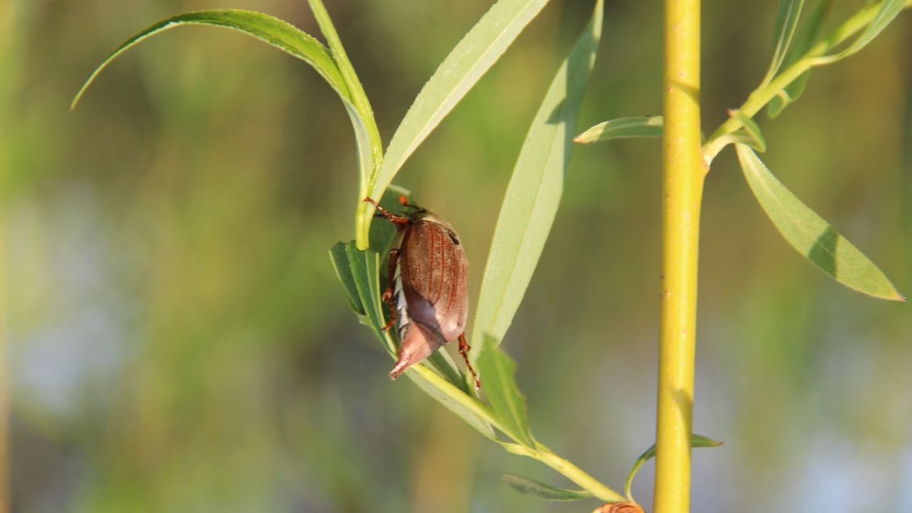 Wallpaper beetle, tree, spring