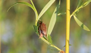 Preview wallpaper beetle, tree, spring