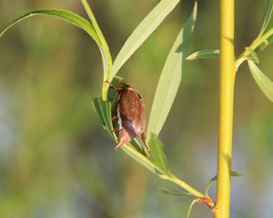 Preview wallpaper beetle, tree, spring