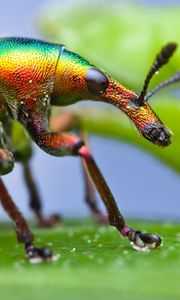 Preview wallpaper beetle, weevil, colors, leaf