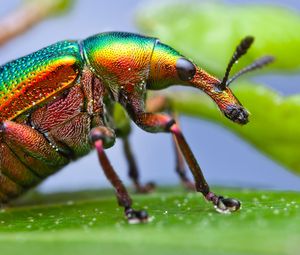 Preview wallpaper beetle, weevil, colors, leaf