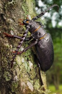 Preview wallpaper beetle, wood, bark, crawl