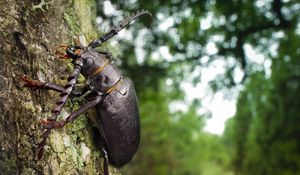 Preview wallpaper beetle, wood, bark, crawl