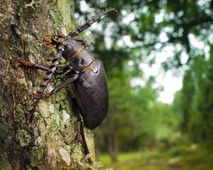 Preview wallpaper beetle, wood, bark, crawl