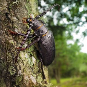 Preview wallpaper beetle, wood, bark, crawl
