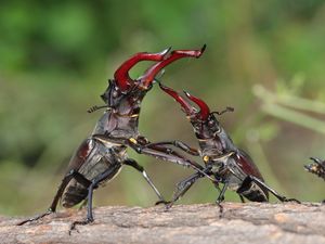 Preview wallpaper beetles, couple, plants, insects