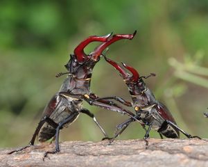 Preview wallpaper beetles, couple, plants, insects